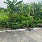 Ảnh 5 của DUY NHẤT 1 LÔ SÁT BẮC SƠN MẶT ĐƯỜNG TRỤC XÃ, VỊ TRÍ VIP, GIÁ CHỈ 1.39 TỶ