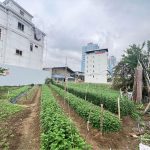 Ảnh 3 của BÁN Mặt Đường Lô 10 Lê Hồng Phong siêu siêu rẻ đây ạ